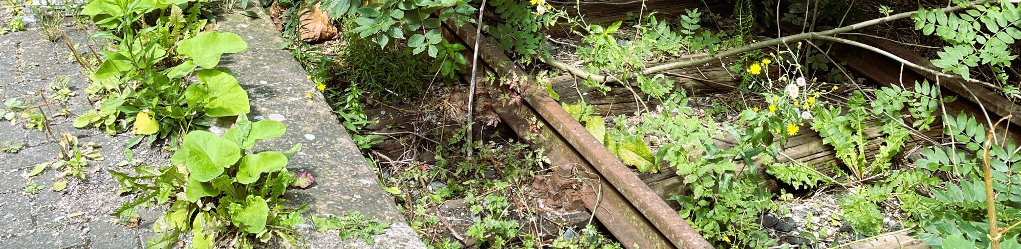 DAS ÜBER PFLANZEN IST EINS MIT IHNEN 1